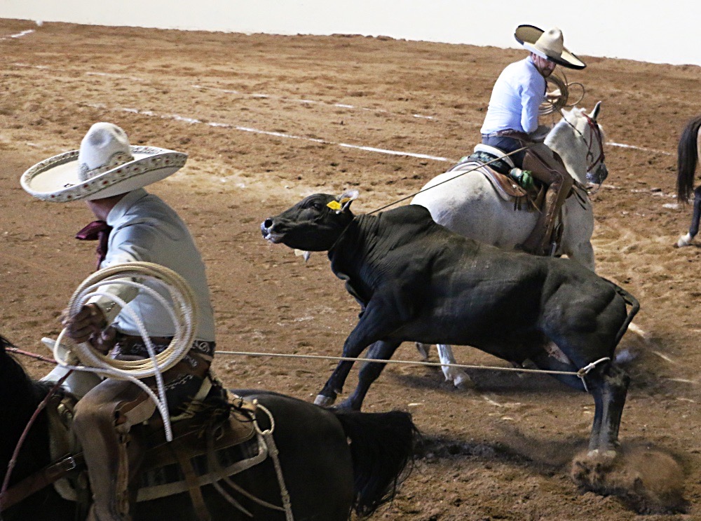 Rafael Romero y Seín Martínez de San Judas Tadeo estirando sus lazos para derribar al toro durante la terna en el ruedo