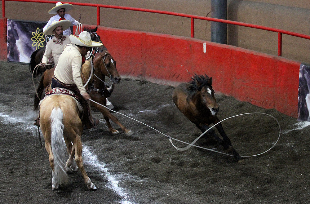 » Raúl Osornio de Rancho Las Amazonas participó en la feria de manganas con dos aciertos a caballo