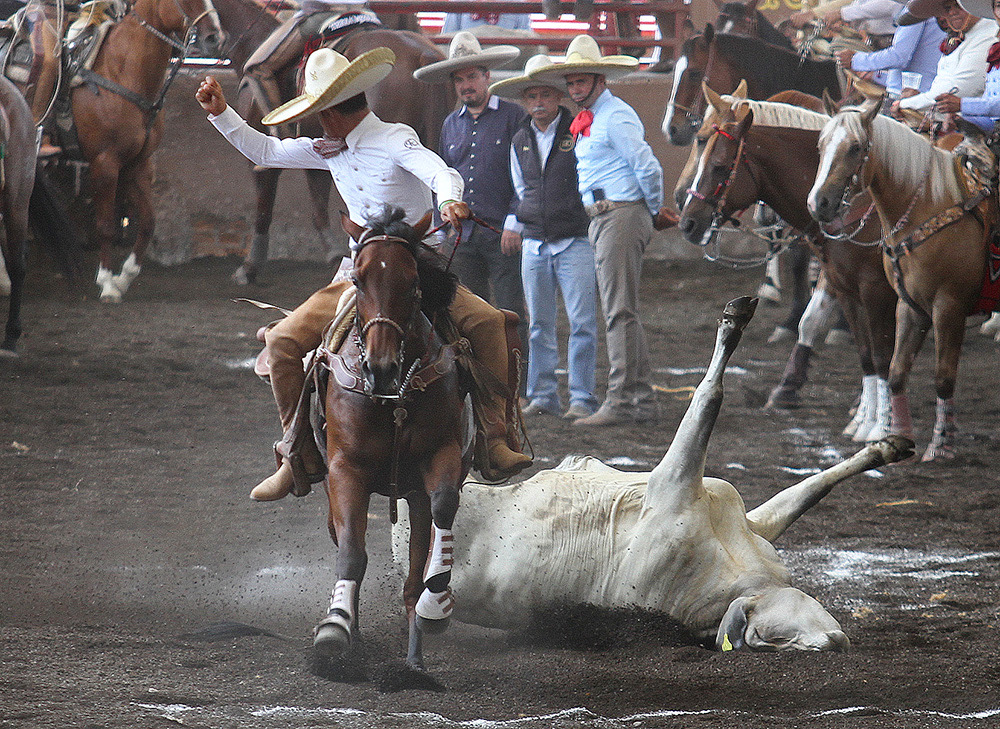Alberto Herrera derribando una cola cara, de 14 unidades, para los Charros de La Laguna “B”