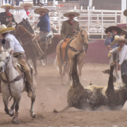 Rafael Cabral Arroyo abanicando a este toro durante su primera pasada de colas por Charro1Wear