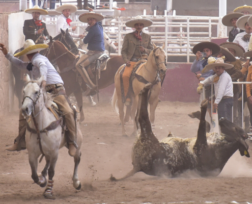 Rafael Cabral Arroyo abanicando a este toro durante su primera pasada de colas por Charro1Wear