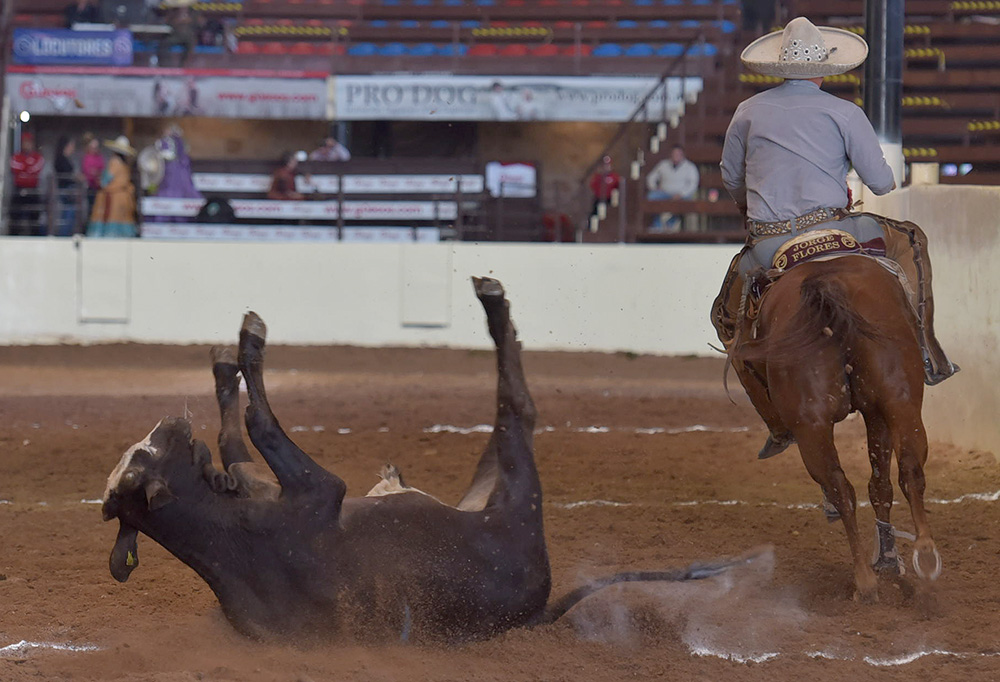 Alejandro Morales Palacio abanicando este toro en su primera pasada de colas por Valle Redondo