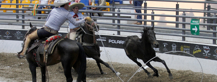 Salvador Sánchez rematando su tercera mangana a caballo para los Charros de Jalisco