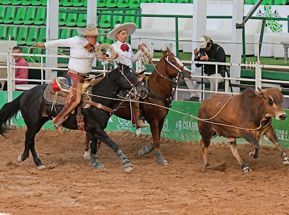 Alexis Trejo Calixto acertando lazo cabecero, durante la terna en el ruedo de All Horses "Máquina 501"