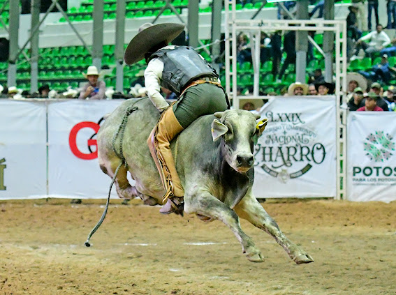 Emocionante la jineteada de toro que ejecutó Edwin Ricardo Martínez Vela cara atrás, cobrando 17 unidades para su equipo, Ganadería Tello