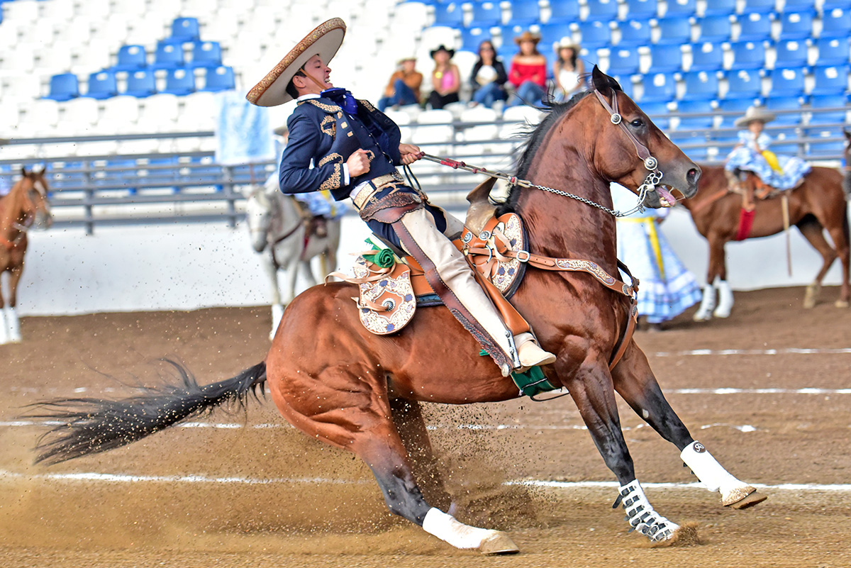 Alejandro Mier Díaz presentó la cala de caballo de Hacienda San Vicente de Querétaro