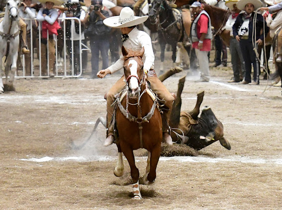 Tadeo Alejandro López Escobedo logrando una de las tres redondas derechas en el coleadero del equipo Rancho El Potrillo