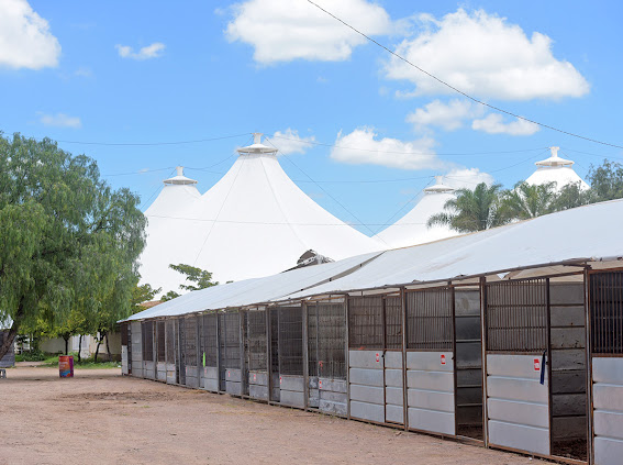 Las caballerizas instaladas en el complejo de la Isla San Marcos, para acoger a las cabalgaduras que participan en este certamen nacional del semillero de la Charrería