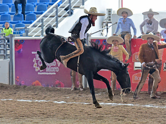 Espectacular jineteada de yegua que completó Romariel Martínez Rivas, de Granja La María "Bravos de Azuela"